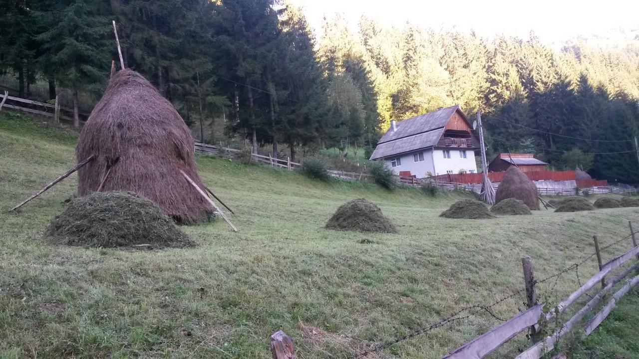 Cabana Aurora Villa Arieşeni Eksteriør bilde